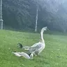 granola_thief
